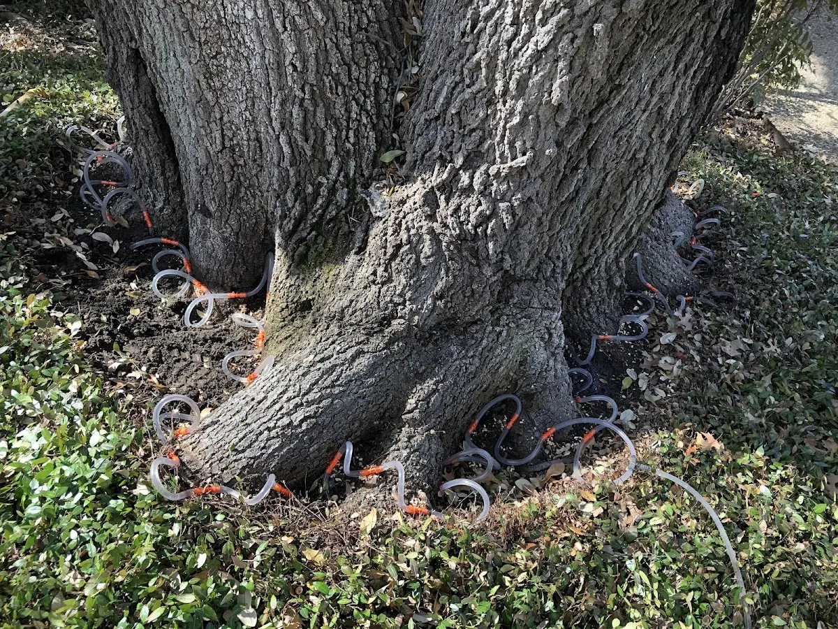 Detailed Tree Cabling and Bracing job site in Francitas