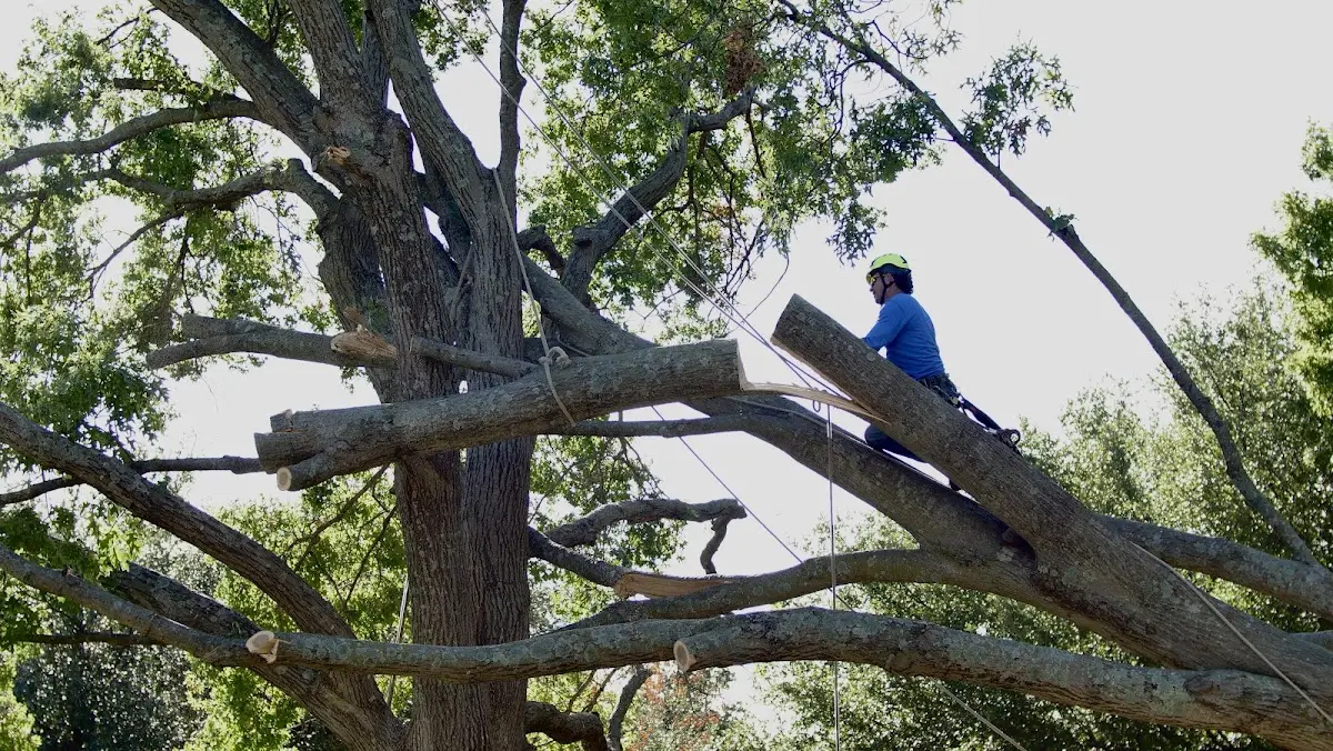 Professional Hazardous Tree Removal performed by certified arborists in Francitas
