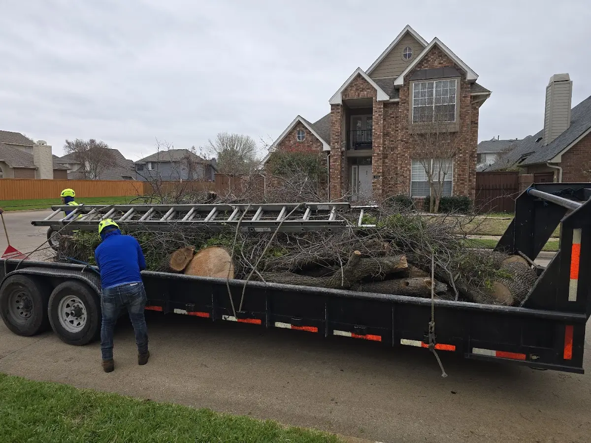 Expert Tree Removal with proper safety equipment in Francitas